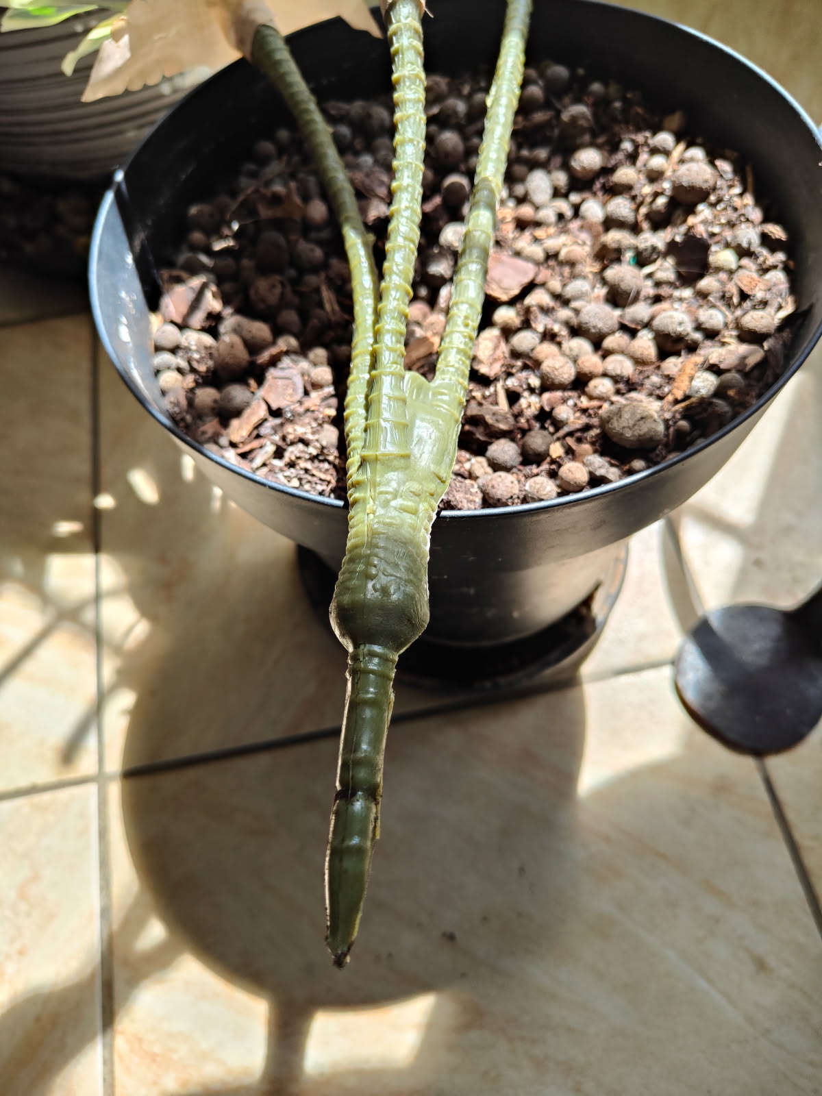 PLANTE ARTIFICIELLE DRACAENA VERTE CLAIRE