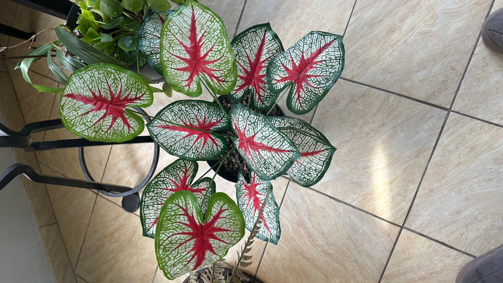 PLANTE ARTIFICIELLE CALADIUM ARACEAE