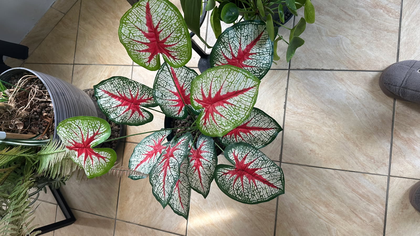 PLANTE ARTIFICIELLE CALADIUM ARACEAE